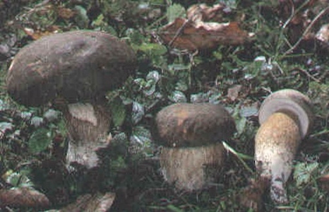 diaporama